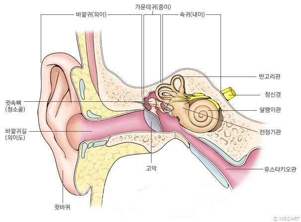 귀의 구조