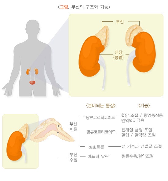 국가건강정보포털 질병관리청
