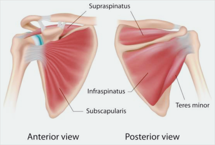 회전근개를 구성하는 4가지 근육출처: Current Biological Strategies to Enhance Surgical Treatment for Rotator Cuff Repair - Cheng Zhang 등