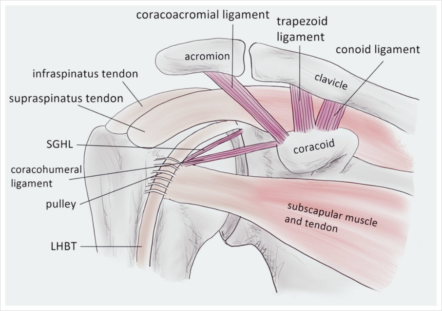 어깨 관절 구조물출처: Shoulder Anatomy and Normal Variants - R. Kadi, A. Milants 등