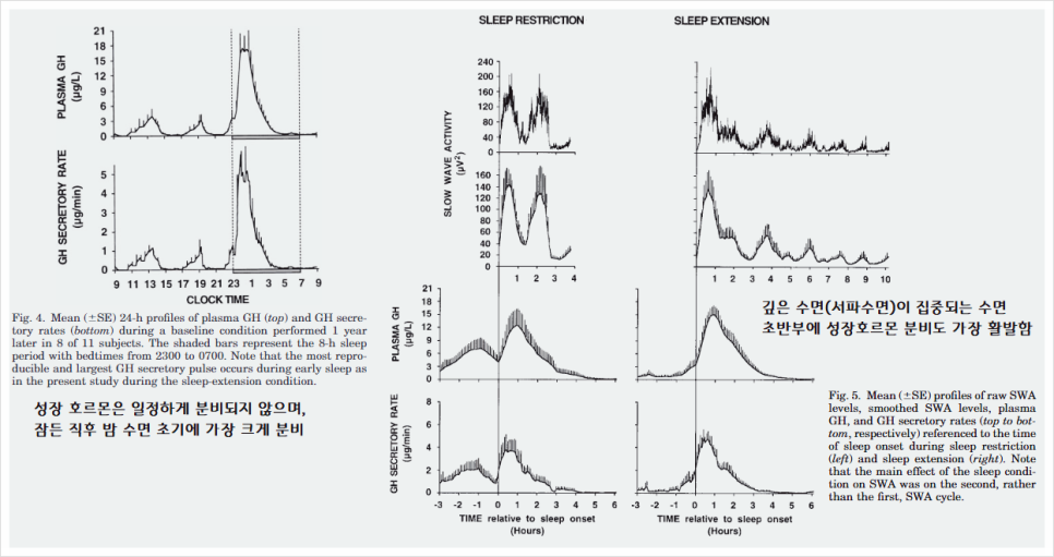 성장 호르몬 분비 패턴 출처: Adaptation of the 24-h growth hormone proﬁle to astate of sleep debt - K. SPIEGEL 등