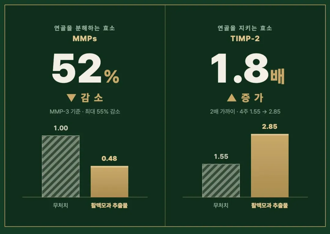연골분해효소감소.webp